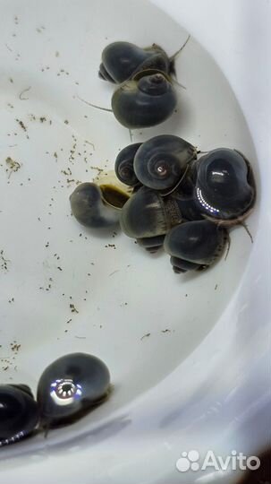 Ампулярия голубая