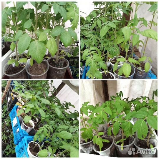 Рассада помидоров томатов