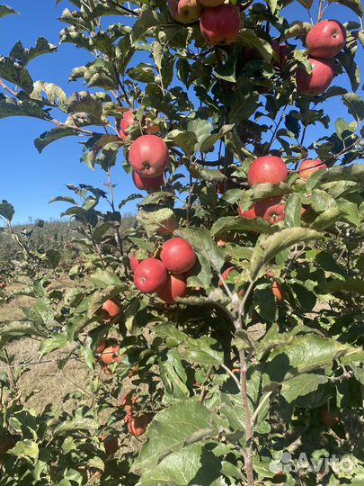 Яблоки Леди Пинк