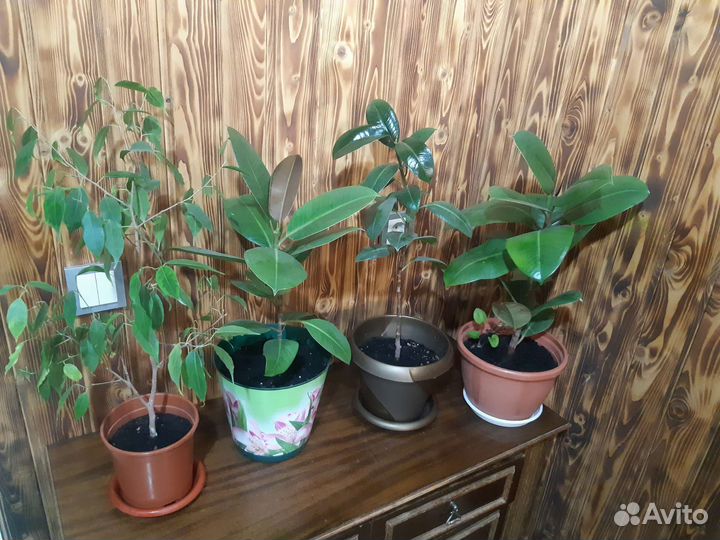 Комнатные растения