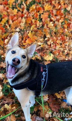 Красивый пёс ищет семью