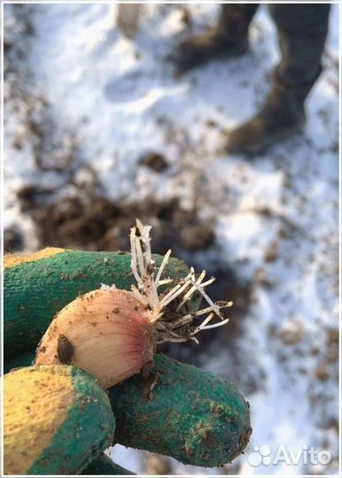 Привлекаем инвестиции до 50 проц годовых