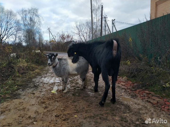 Козы и козлята