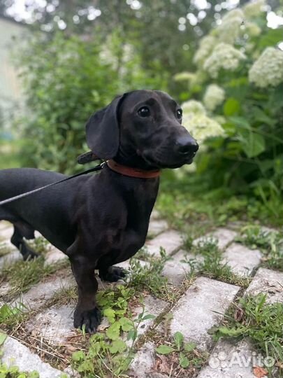 Такса в добрые руки