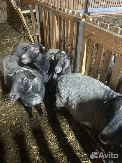 Племенные овцы Романовской породы