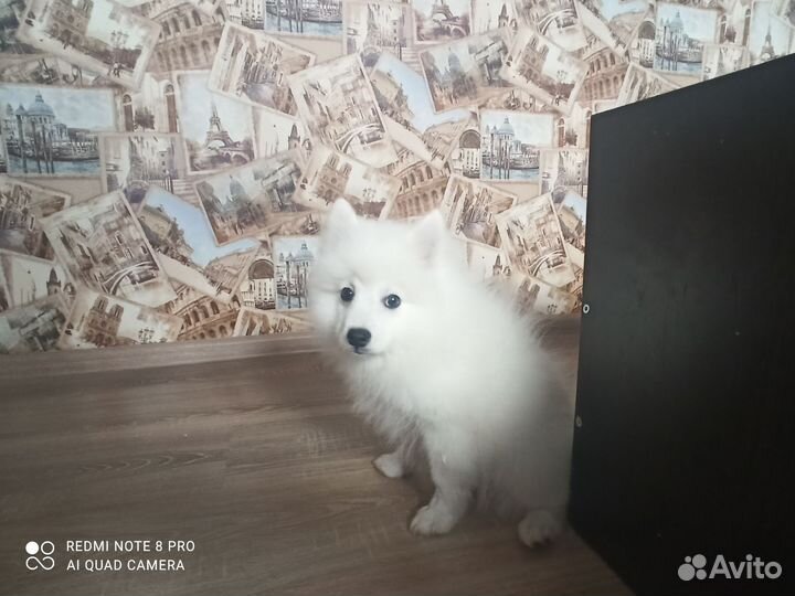 Щенки шпица