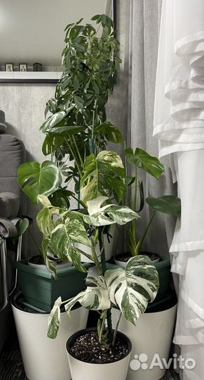 Монстера делициоза - Monstera deliciosa