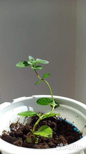 Монарда / бергамот садовый