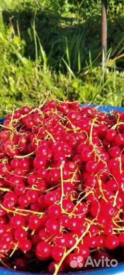 Продам красную смородину