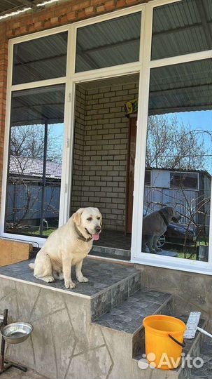 Кобель лабрадора вязка