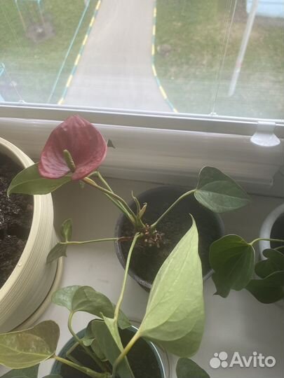 Комнатные цветы антуриум