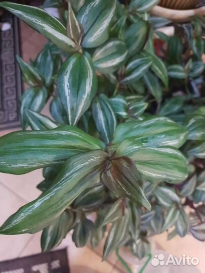 Традесканции ампельные