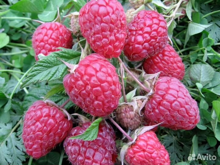 Саженцы малины