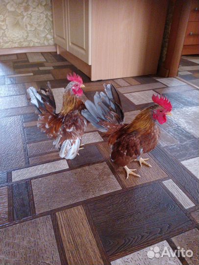 Малазийская серама