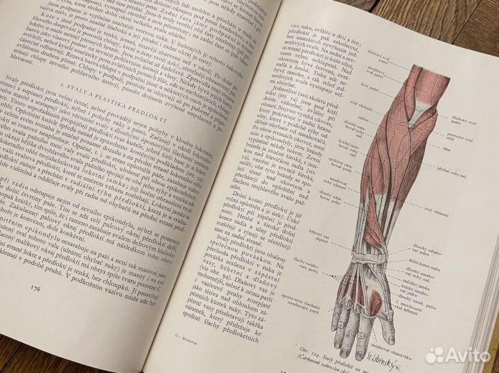 Анатомия для художников чехия