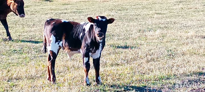 Телочки и бычок