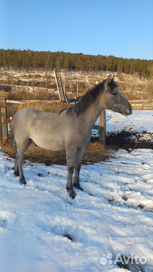 Жеребенок 10 мес