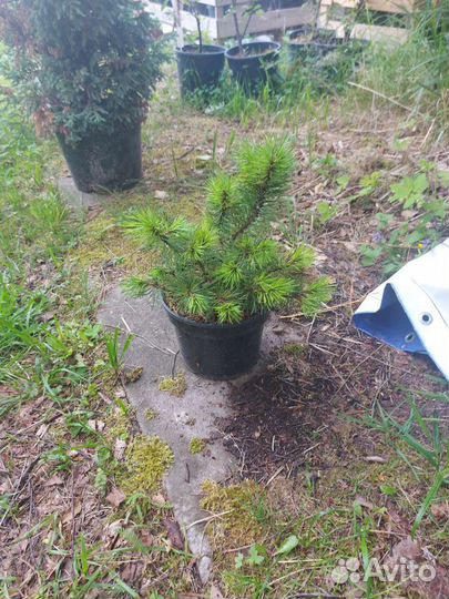 Сосна Пумило