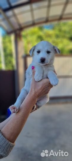 Щенок в добрые руки