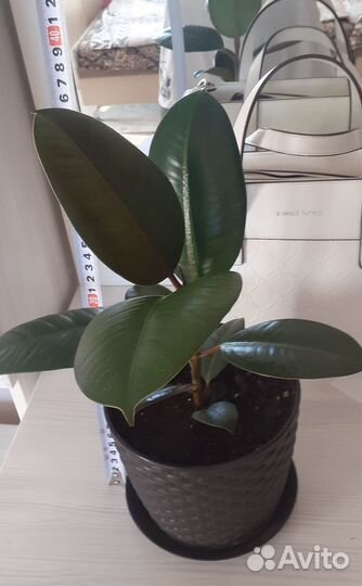 Фикус эластика