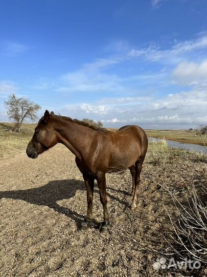 Лошадь жеребец