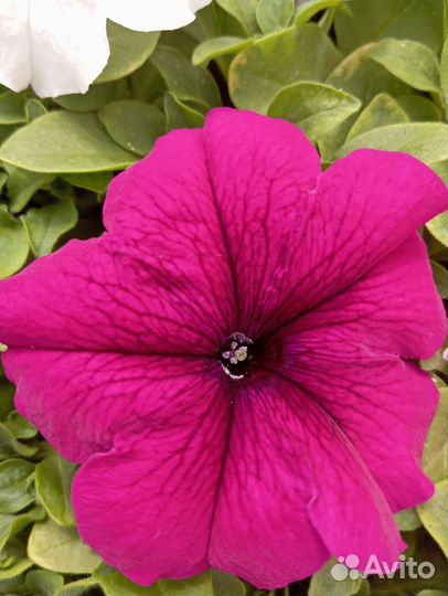 Петуния кустовая крупноцветковая