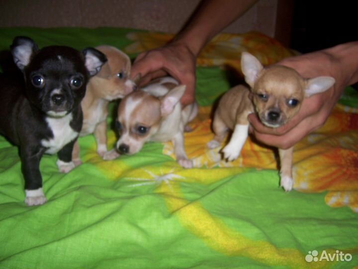 Щеночки чихуахуа