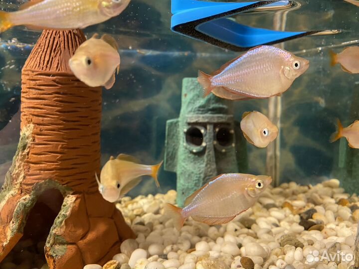 Рыбки Радужница для аквариума