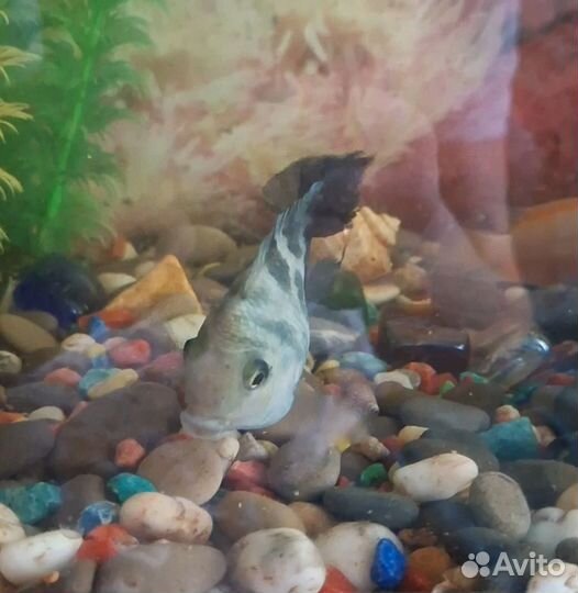 Аквариумные рыбки