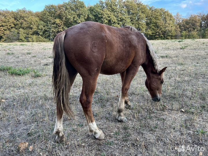 Кобыла. Ст.Северская