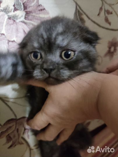 Шотландские котята