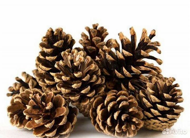 Шишки сосновые и еловые