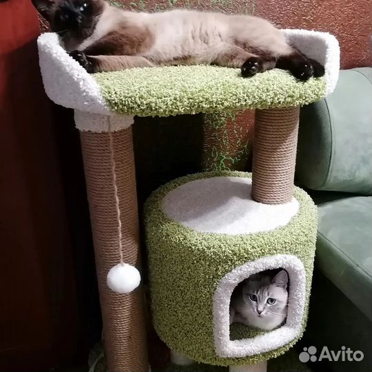 Когтеточка домик