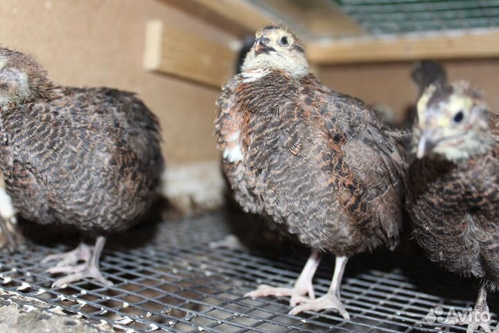 Животные перепелки