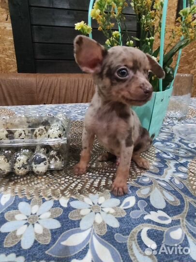 Чихуахуа Мраморный