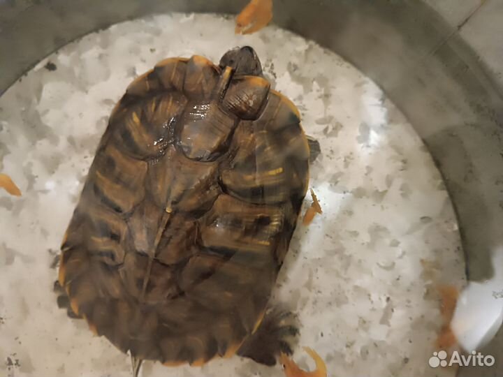 Черепахи рептилии