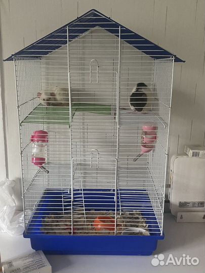 Крыса с клеткой