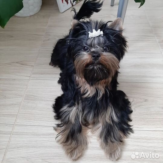 Йоркширский терьер щенки девочки mini