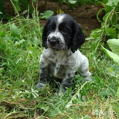 Передержка животных