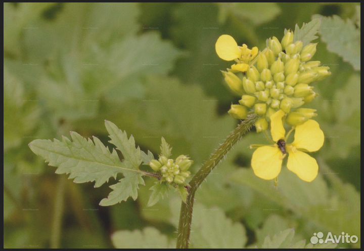 Семена Горчицы Белой оптом