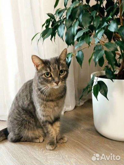 Кошечка в добрые руки
