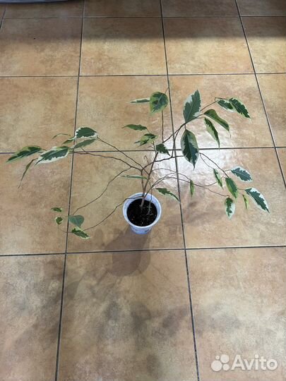 Алоэ вера, фикус бенджамина