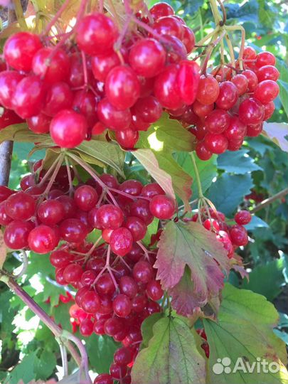 Калина саженцы крупная