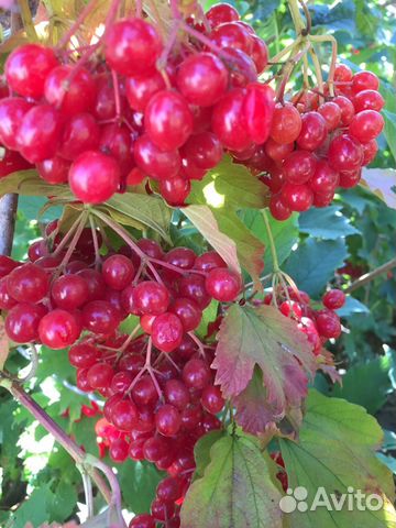 Калина саженцы крупная