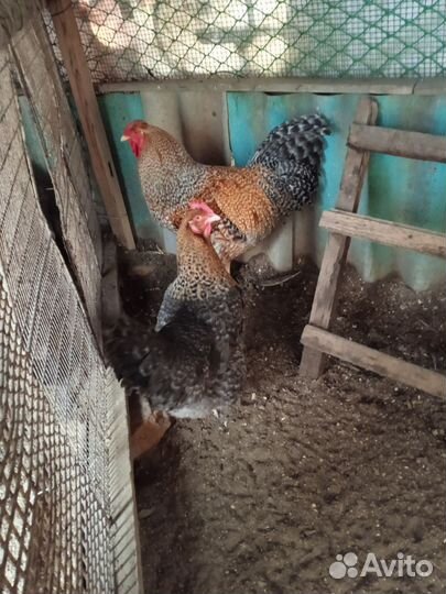 Инкубационное яйцо породных кур