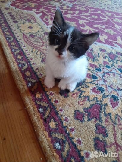 Котята 2 месяца. Мальчики