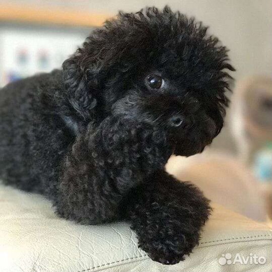 Собака мальтипу разные малыши