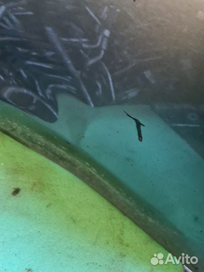 Дверь боковая задняя левая Nissan Juke F15 1.6 DDT