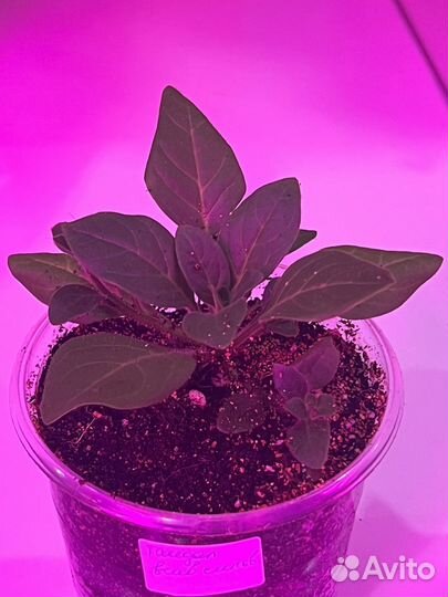 Петуния тайдал