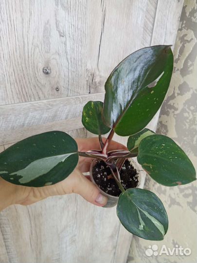 Филодендрон Белый рыцарь, Розовая принцесса